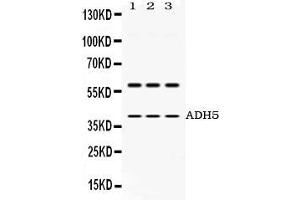 Western blot analysis of ADH5 expression in rat brain extract ( Lane 1), mouse brain extract ( Lane 2) and HEPG2 whole cell lysates ( Lane 3). (ADH5 抗体  (AA 212-374))