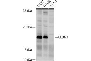 Western blot analysis of extracts of various cell lines, using CLDN3 antibody (ABIN3017039, ABIN3017040, ABIN3017041, ABIN1679261 and ABIN6219930) at 1:1000 dilution. (Claudin 3 抗体)