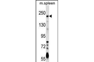 NEO1 Antibody (Center) (ABIN1538561 and ABIN2849343) western blot analysis in mouse spleen tissue lysates (35 μg/lane). (NEO1 抗体  (AA 657-685))