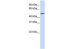 WB Suggested Anti-EVX2 Antibody Titration:  0. (EVX2 抗体  (Middle Region))