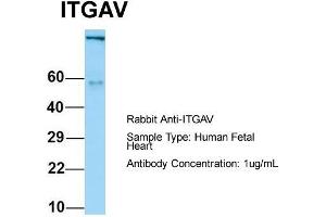 Host: Rabbit  Target Name: ITGAV  Sample Tissue: Human Fetal Heart  Antibody Dilution: 1. (CD51 抗体  (C-Term))