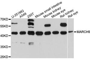 Western blot analysis of extracts of various cell lines, using MARCH9 antibody (ABIN5997153) at 1/1000 dilution. (MARCH9 抗体)