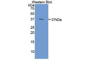 Western blot analysis of recombinant Mouse OLFM4. (Olfactomedin 4 抗体  (AA 238-500))
