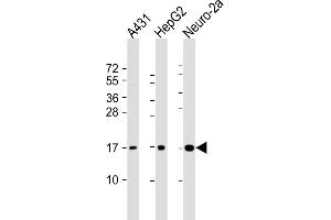All lanes : Anti-RPL22 Antibody (C-term) at 1:2000 dilution Lane 1: A431 whole cell lysate Lane 2: HepG2 whole cell lysate Lane 3: Neuro-2a whole cell lysate Lysates/proteins at 20 μg per lane. (RPL22 抗体  (C-Term))