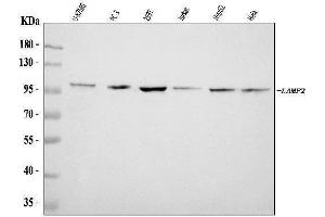Western blot analysis of LAMP2 using anti-LAMP2 antibody (ABIN7599903).