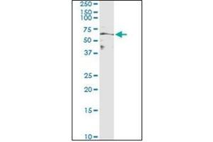 Western Blotting (WB) image for anti-Milk Fat Globule-EGF Factor 8 Protein (MFGE8) antibody (ABIN953127) (MFGE8 抗体)