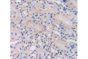 IHC-P analysis of Mouse Tissue, with DAB staining. (L1CAM 抗体  (AA 882-1132))