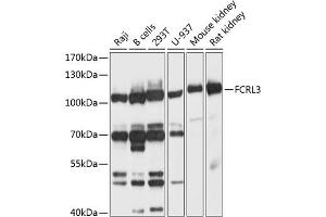 Western blot analysis of extracts of various cell lines, using FCRL3 antibody (ABIN6132037, ABIN6140559, ABIN6140561 and ABIN6214710) at 1:1000 dilution. (FCRL3 抗体  (AA 600-720))