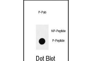 Dot blot analysis of anti-Phospho-SOX2-S83 Antibody (ABIN390034 and ABIN2839784) on nitrocellulose membrane. (SOX2 抗体  (pSer83))