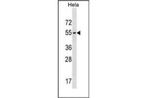 Western blot analysis of GALR3 Antibody (C-term) in Hela cell line lysates (35ug/lane). (GALR3 抗体  (C-Term))