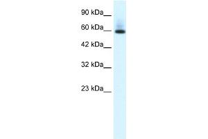 WB Suggested Anti-PAX7 Antibody Titration:  0. (PAX7 抗体  (N-Term))