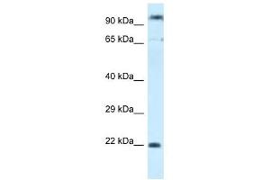 Western Blot showing POLR3GL antibody used at a concentration of 1. (POLR3GL 抗体  (C-Term))