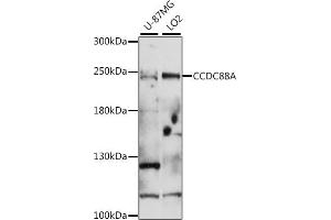 Western blot analysis of extracts of various cell lines, using CCDC88A antibody (ABIN7266446) at 1:1000 dilution. (Girdin 抗体  (AA 1571-1870))