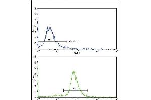 Flow cytometric analysis of ATDC5 cells using OTC Antibody (Center)(bottom histogram) compared to a negative control (top histogram). (OTC 抗体  (AA 71-98))