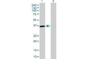 Western Blot analysis of OXER1 expression in transfected 293T cell line by OXER1 MaxPab polyclonal antibody. (OXER1 抗体  (AA 1-423))