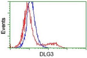 HEK293T cells transfected with either RC210860 overexpress plasmid (Red) or empty vector control plasmid (Blue) were immunostained by anti-DLG3 antibody (ABIN2454056), and then analyzed by flow cytometry. (DLG3 抗体)