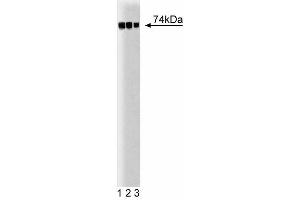 Western blot analysis of c-Raf-1 on A431 lysate. (C-Raf-1 (AA 162-378) 抗体)