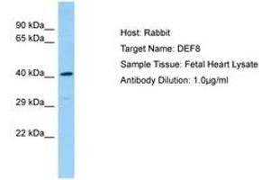 Image no. 1 for anti-Differentially Expressed in FDCP 8 Homolog (DEF8) (AA 66-115) antibody (ABIN6750176) (DEF8 抗体  (AA 66-115))