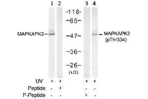 Image no. 3 for anti-Mitogen-Activated Protein Kinase-Activated Protein Kinase 2 (MAPKAPK2) (pThr334) antibody (ABIN197078) (MAPKAP Kinase 2 抗体  (pThr334))