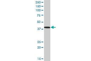 PNMA1 MaxPab polyclonal antibody. (PNMA1 抗体  (AA 1-353))