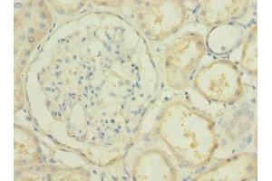 Immunohistochemistry of paraffin-embedded human kidney tissue using ABIN7163068 at dilution of 1:100 (PBLD1 抗体  (AA 11-288))