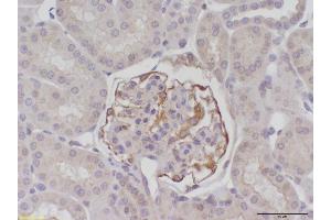 Image no. 4 for anti-Beclin 1, Autophagy Related (BECN1) antibody (ABIN363435) (Beclin 1 抗体)