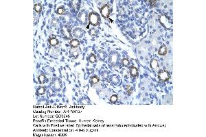 Human kidney (Membralin 抗体  (Middle Region))