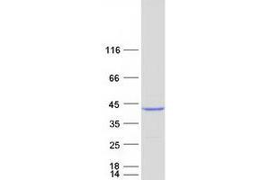 Western Blotting (WB) image for HLA Class I Histocompatibility Antigen, alpha Chain G (HLAG) protein (Myc-DYKDDDDK Tag) (ABIN2722837)