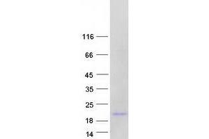 Western Blotting (WB) image for FK506 Binding Protein 2, 13kDa (FKBP2) (Transcript Variant 1) protein (Myc-DYKDDDDK Tag) (ABIN2721210)