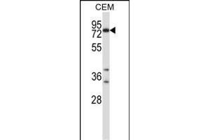 Mouse Plk2 Antibody (Center) (ABIN658003 and ABIN2846947) western blot analysis in CEM cell line lysates (35 μg/lane). (PLK2 抗体  (AA 354-382))