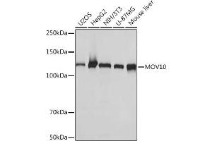 Western blot analysis of extracts of various cell lines, using MOV10 Rabbit mAb (ABIN7268678) at 1:1000 dilution. (MOV10 抗体)