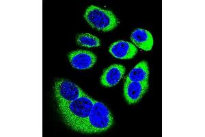 Confocal immunofluorescent analysis of GOT1L1 Antibody (C-term) (ABIN655744 and ABIN2845190) with U-251MG cell followed by Alexa Fluor 488-conjugated goat anti-rabbit lgG (green). (GOT1L1 抗体  (C-Term))