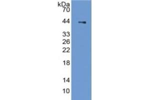 Rabbit Capture antibody from the kit in WB with Positive Control: Sample Rat Stomach lysate. (PGC ELISA 试剂盒)