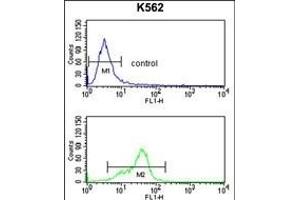 MF Antibody (C-term) (ABIN391487 and ABIN2841455) flow cytometry analysis of K562 cells (bottom histogram) compared to a negative control cell (top histogram). (MFAP5 抗体  (C-Term))