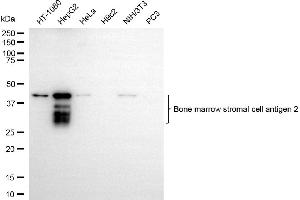 anti-Bone Marrow Stromal Cell Antigen 2 (BST2) antibody