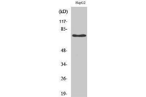 Western Blotting (WB) image for anti-Nerve Growth Factor Receptor (NGFR) (Internal Region) antibody (ABIN3185897) (NGFR 抗体  (Internal Region))