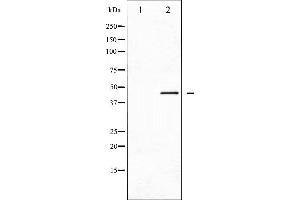 Western Blotting (WB) image for anti-Cell Division Cycle 37 Homolog (S. Cerevisiae) (CDC37) (pSer13) antibody (ABIN6256126)