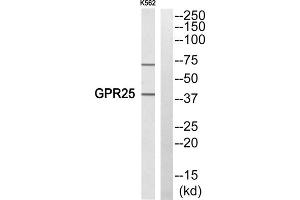 Western blot analysis of extracts from K652 cells, using GPR25 antibody. (GPR25 抗体  (Internal Region))