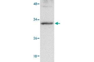 Western blot analysis of GNPDA2 in human kidney tissue lysate with GNPDA2 polyclonal antibody  at 1 ug/mL . (GNPDA2 抗体  (C-Term))