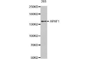 Western blot analysis of extracts of 293 cells tissue, using APAF1 antibody. (APAF1 抗体  (AA 1-250))