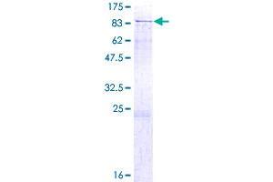 Deltex Homolog 1 Protein (AA 1-620) (GST tag)