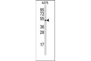 Western blot analysis of anti-Cyclin B1 Antibody in A375 cell line lysates (35ug/lane). (Cyclin B1 抗体  (Ser126))