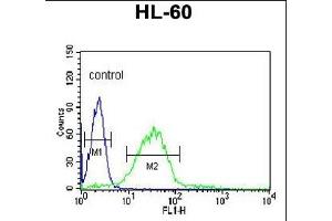 LIPE Antibody (C-term) (ABIN653323 and ABIN2842814) flow cytometric analysis of HL-60 cells (right histogram) compared to a negative control cell (left histogram). (LIPE 抗体  (C-Term))