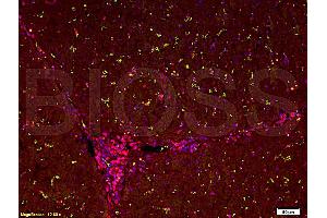 Immunofluorescence (IF) image for anti-Keratin 18 (KRT18) (AA 53-150) antibody (ABIN676973)