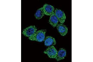 Confocal immunofluorescent analysis of PGK1 Antibody (Center) (ABIN391135 and ABIN2841256) with Hela cell followed by Alexa Fluor 488-conjugated goat anti-rabbit lgG (green). (PGK1 抗体  (AA 117-145))