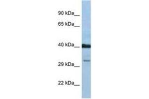 Image no. 1 for anti-Prostaglandin D2 Receptor (PTGDR) (AA 238-287) antibody (ABIN6747485) (PTGDR 抗体  (AA 238-287))