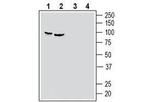 Western blot analysis of human HeLa cervix adenocarcinoma cell line lysate (lanes 1 and 3) and human PC-3 prostate adenocarcinoma cell line lysate (lanes 2 and 4): - 1, 2. (SEMA3F 抗体  (Secreted))