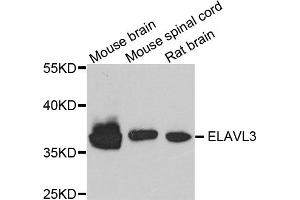 Western blot analysis of extracts of various cell lines, using ELAVL3 antibody. (HuC/ELAVL3 抗体)