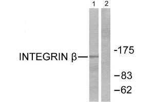 Western Blotting (WB) image for anti-Integrin beta 1 (ITGB1) (Thr789) antibody (ABIN1847950) (ITGB1 抗体  (Thr789))