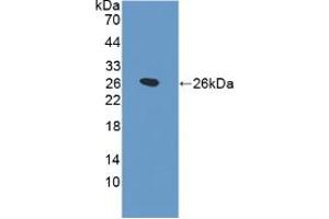 Western blot analysis of recombinant Rat SPB. (SFTPB 抗体  (AA 111-329))